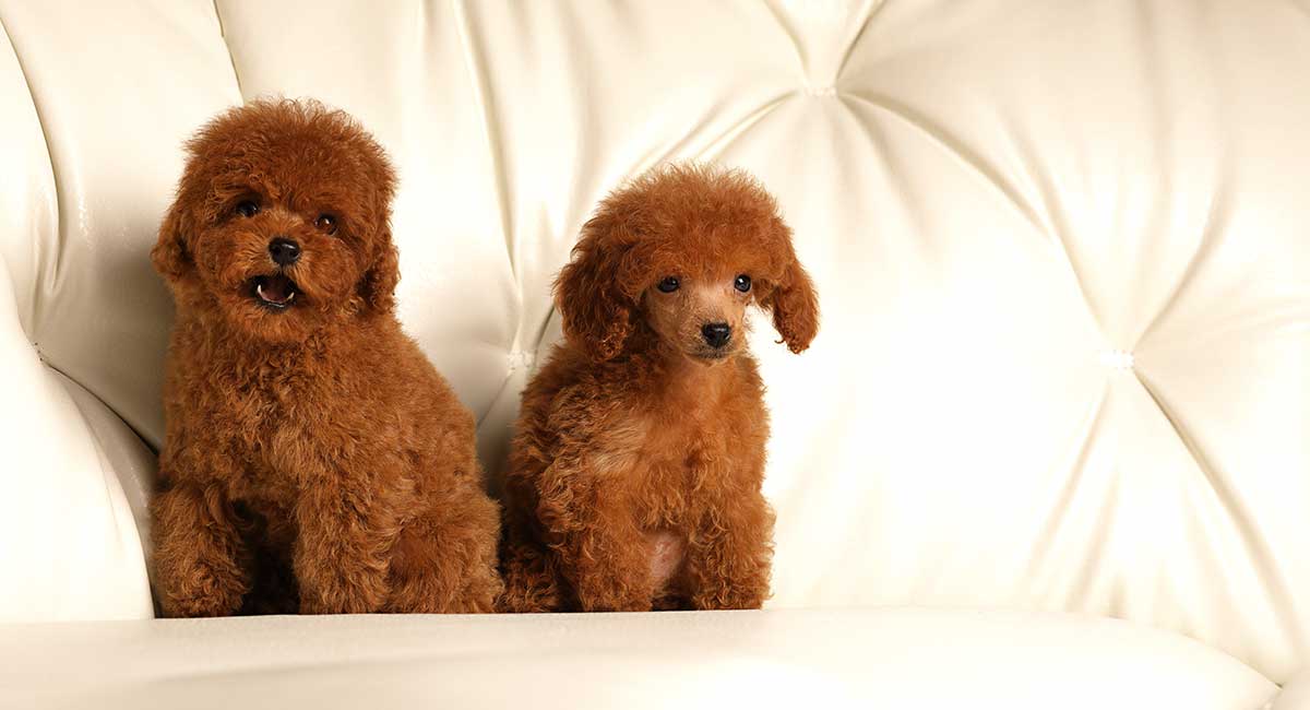 Dark red toy poodle sale