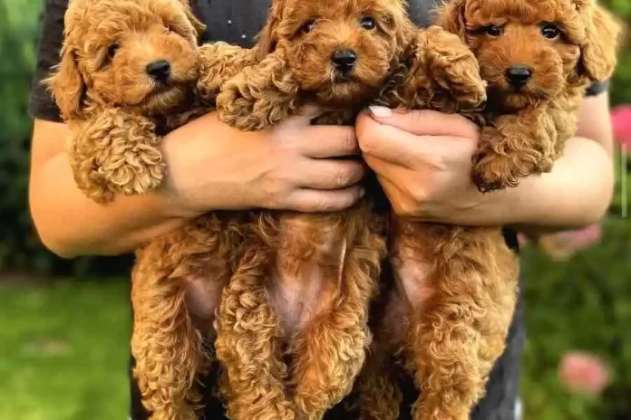 toy-poodle-cinsi