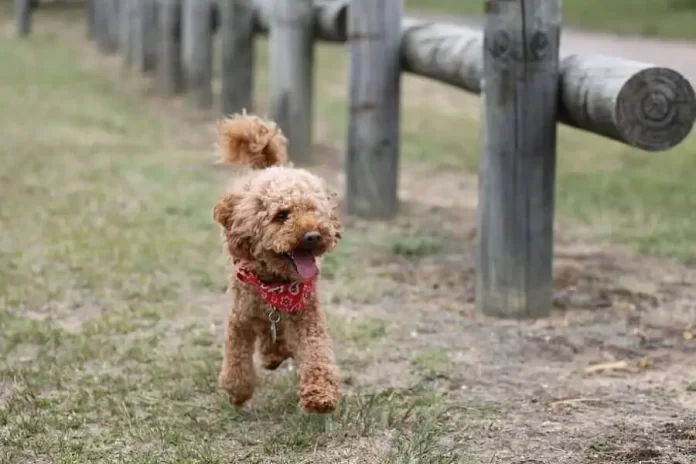 toy-poodle-fiyat