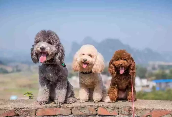 toy-poodle-ozellikleri