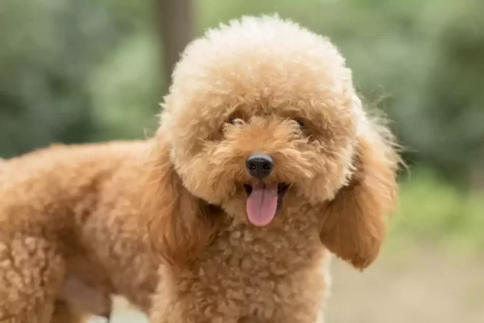 toy-poodle-tuy-doker-mi